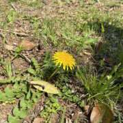 ヒメ日記 2025/04/12 16:30 投稿 美麗(みれい) Chaleur (シャルール)