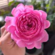 ヒメ日記 2025/12/31 20:30 投稿 愛紗 東京シーメール倶楽部　新宿店