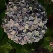 ヒメ日記 2025/06/12 00:28 投稿 ともこ 豊満熟女