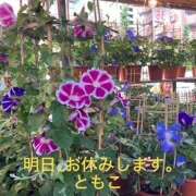 ヒメ日記 2026/07/09 23:16 投稿 ともこ 豊満熟女