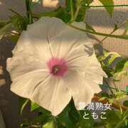 ヒメ日記 2026/08/20 10:48 投稿 ともこ 豊満熟女