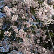 ヒメ日記 2026/03/29 13:00 投稿 飯沢しょうこ ホットポイントヴィラ