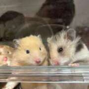 ヒメ日記 2025/02/14 23:52 投稿 ゆあ　 恋人感覚の衝撃快感 よかろうもん下関本店