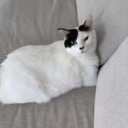 ヒメ日記 2025/11/07 13:09 投稿 ゆあ　 恋人感覚の衝撃快感 よかろうもん下関本店