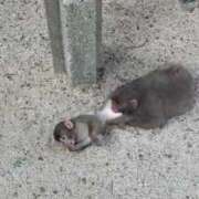 ヒメ日記 2025/11/14 19:31 投稿 ゆあ　 恋人感覚の衝撃快感 よかろうもん下関本店