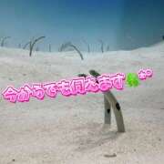 ヒメ日記 2025/06/28 10:02 投稿 高村-たかむら- ミセスまーと