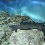 ヒメ日記 2025/07/13 13:03 投稿 高村-たかむら- ミセスまーと