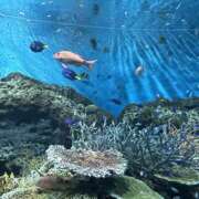 ヒメ日記 2025/07/15 10:26 投稿 高村-たかむら- ミセスまーと