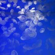 ヒメ日記 2025/07/21 10:45 投稿 高村-たかむら- ミセスまーと