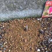 ヒメ日記 2025/01/21 11:46 投稿 ふみか 池袋おかあさん