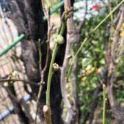 ヒメ日記 2025/03/13 14:54 投稿 ふみか 池袋おかあさん