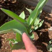 ヒメ日記 2025/03/18 12:09 投稿 ふみか 池袋おかあさん