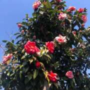 ヒメ日記 2025/03/22 13:46 投稿 ふみか 池袋おかあさん