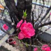 ヒメ日記 2025/03/27 16:24 投稿 ふみか 池袋おかあさん