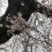 ヒメ日記 2025/03/29 22:04 投稿 ふみか 池袋おかあさん