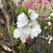 ヒメ日記 2025/04/06 11:05 投稿 ふみか 池袋おかあさん