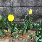 ヒメ日記 2025/04/10 15:34 投稿 ふみか 池袋おかあさん