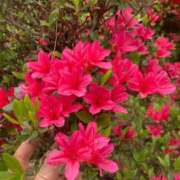 ヒメ日記 2025/04/24 23:14 投稿 ふみか 池袋おかあさん