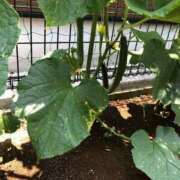 ヒメ日記 2025/07/02 11:44 投稿 ふみか 池袋おかあさん