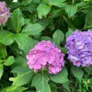 ヒメ日記 2025/07/03 11:14 投稿 ふみか 池袋おかあさん