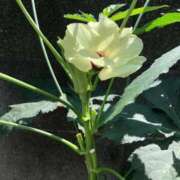 ヒメ日記 2025/08/27 11:52 投稿 ふみか 池袋おかあさん