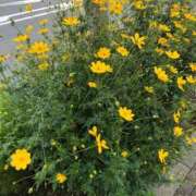 ヒメ日記 2025/10/03 11:14 投稿 ふみか 池袋おかあさん