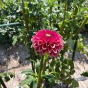 ヒメ日記 2025/10/15 13:44 投稿 ふみか 池袋おかあさん