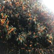 ヒメ日記 2025/10/26 11:24 投稿 ふみか 池袋おかあさん