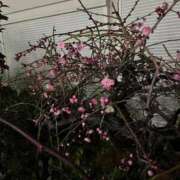 ヒメ日記 2026/02/12 00:14 投稿 ふみか 池袋おかあさん