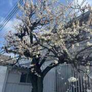 ヒメ日記 2026/03/01 14:34 投稿 ふみか 池袋おかあさん
