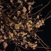 ヒメ日記 2026/03/23 00:02 投稿 ふみか 池袋おかあさん