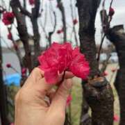 ヒメ日記 2026/03/25 11:17 投稿 ふみか 池袋おかあさん