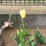 ヒメ日記 2026/03/27 11:44 投稿 ふみか 池袋おかあさん