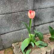 ヒメ日記 2026/04/01 20:44 投稿 ふみか 池袋おかあさん