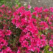 ヒメ日記 2026/04/15 22:34 投稿 ふみか 池袋おかあさん