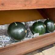 ヒメ日記 2026/08/20 11:54 投稿 ふみか 池袋おかあさん