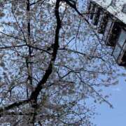 ヒメ日記 2025/04/05 12:04 投稿 ふたば ル・モンド(福原)