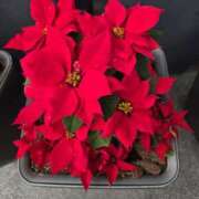 ヒメ日記 2025/12/24 19:20 投稿 るみ♡超濃厚サービス ラヴァーズ