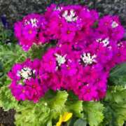 ヒメ日記 2026/01/30 16:22 投稿 るみ♡超濃厚サービス ラヴァーズ