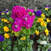 ヒメ日記 2026/02/01 20:19 投稿 るみ♡超濃厚サービス ラヴァーズ