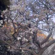 ヒメ日記 2025/02/18 21:24 投稿 さきの 熟女の風俗最終章 新宿店