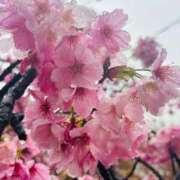 ヒメ日記 2025/04/02 15:27 投稿 りの アラビアンナイト