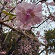 ヒメ日記 2025/04/07 12:28 投稿 りの アラビアンナイト