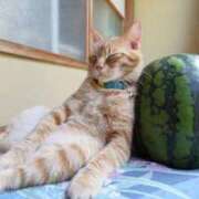 ヒメ日記 2024/12/16 18:00 投稿 とわ ニューヨークニューヨーク