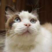 ヒメ日記 2024/12/26 19:00 投稿 とわ ニューヨークニューヨーク