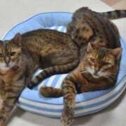 ヒメ日記 2025/01/15 19:00 投稿 とわ ニューヨークニューヨーク