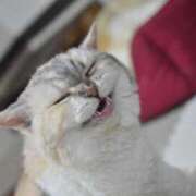 ヒメ日記 2025/01/25 19:00 投稿 とわ ニューヨークニューヨーク