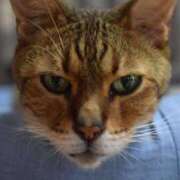 ヒメ日記 2025/02/14 19:00 投稿 とわ ニューヨークニューヨーク