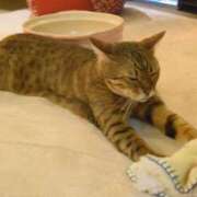 ヒメ日記 2025/03/03 19:00 投稿 とわ ニューヨークニューヨーク