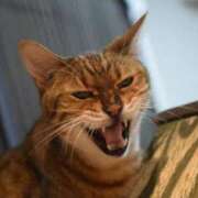 ヒメ日記 2025/05/15 19:00 投稿 とわ ニューヨークニューヨーク